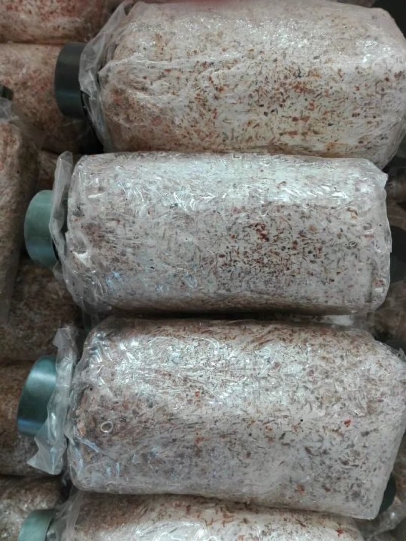 菌棒大球盖菇菌种研究所专业研发免费提供技术指导