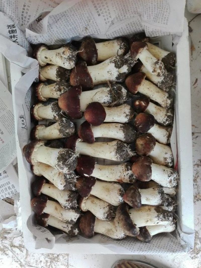 菌棒大球盖菇菌种研究所专业研发免费提供技术指导