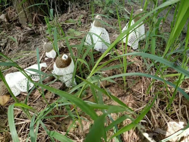 菌棒大球盖菇菌种研究所专业研发免费提供技术指导
