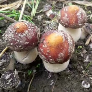菌棒大球盖菇菌种研究所专业研发免费提供技术指导