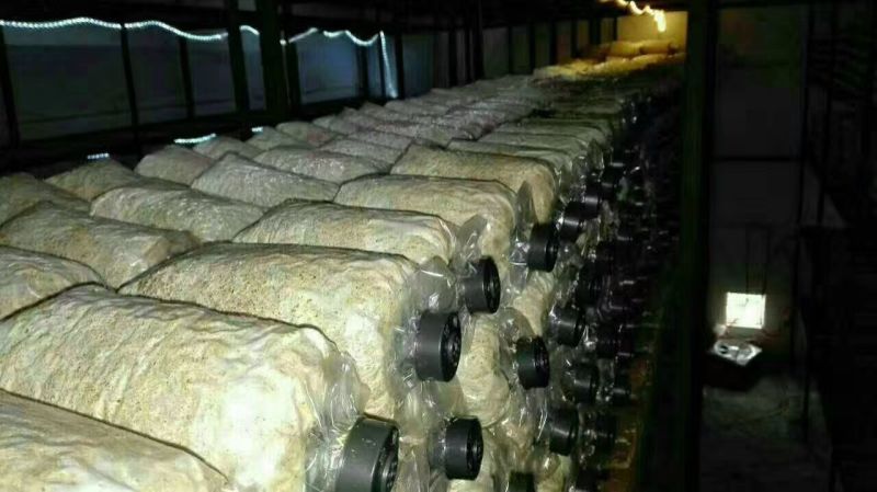 菌棒大球盖菇菌种研究所专业研发免费提供技术指导