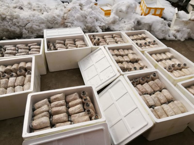菌棒大球盖菇菌种研究所专业研发免费提供技术指导