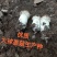菌棒大球盖菇菌种研究所专业研发免费提供技术指导