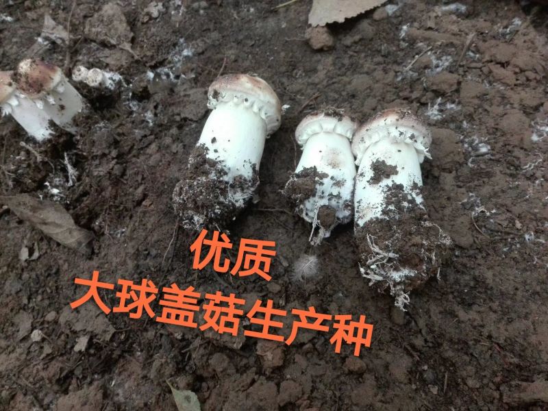 菌棒大球盖菇菌种研究所专业研发免费提供技术指导
