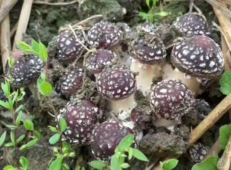 菌棒大球盖菇菌种研究所专业研发免费提供技术指导