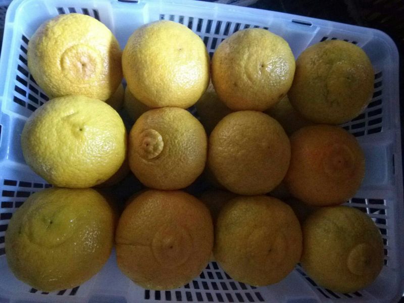 黄金贡柚苗春香橘苗，有一年苗两年试果苗三年挂果苗