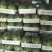 江苏盐城东台美都西瓜7斤打底8成熟1茬
