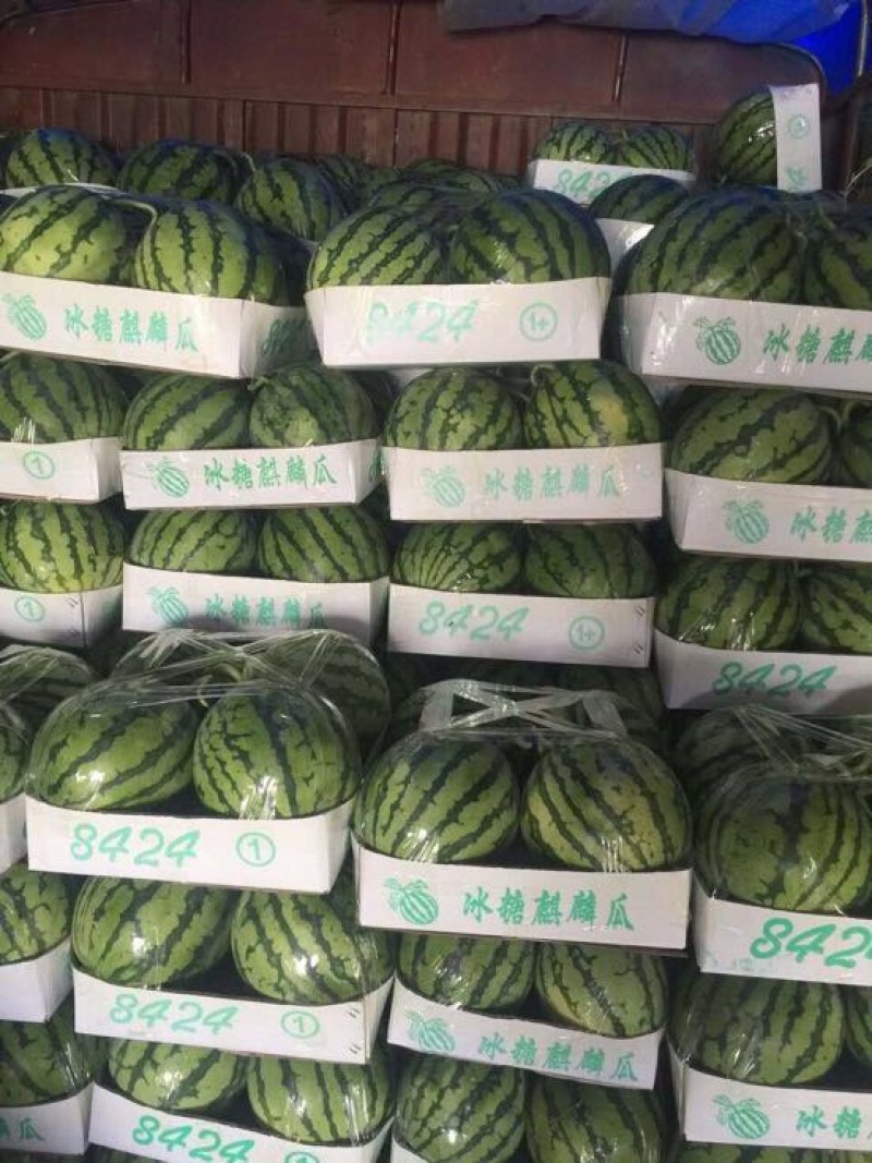 江苏盐城东台美都西瓜7斤打底8成熟1茬