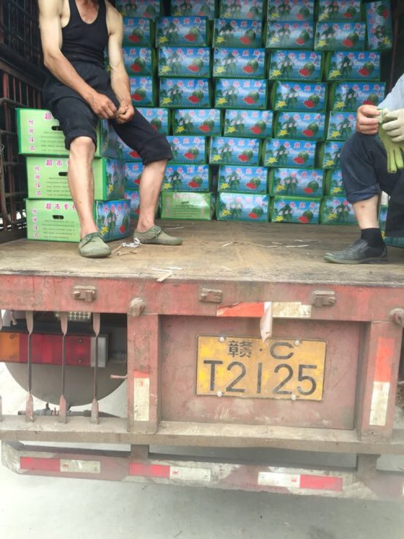 江苏盐城东台美都西瓜7斤打底8成熟1茬