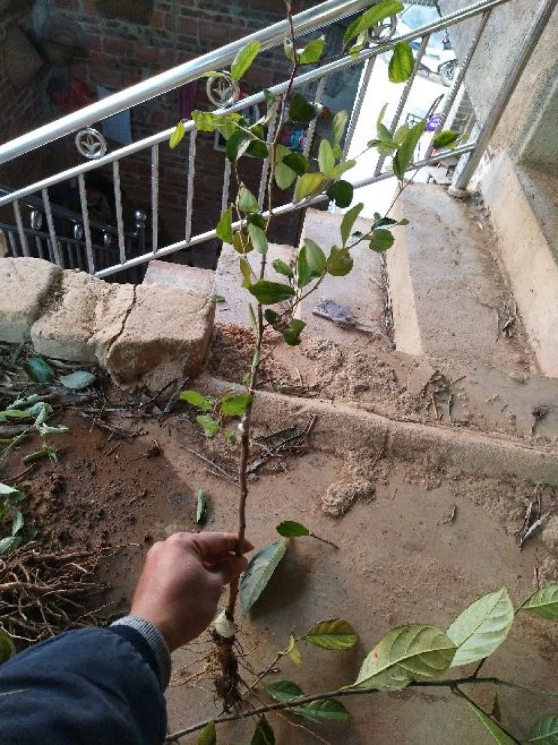 青枣苗50~80cm