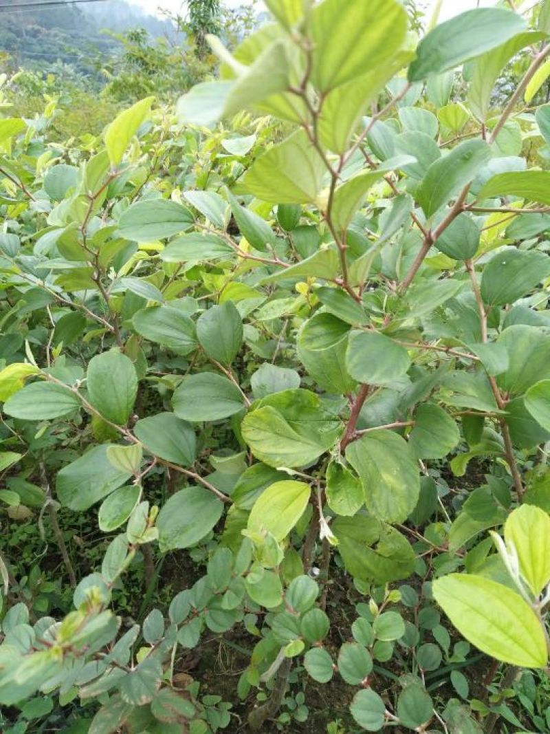 青枣苗50~80cm