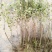 青枣苗50~80cm