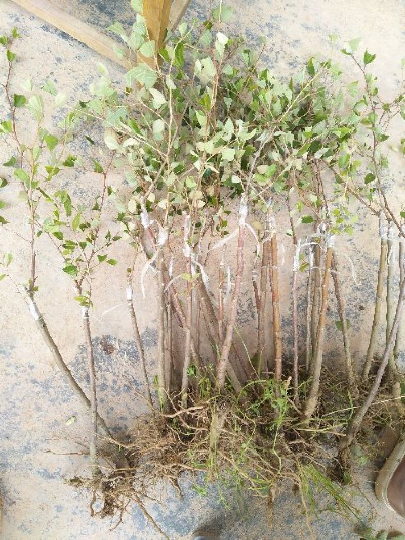 青枣苗50~80cm