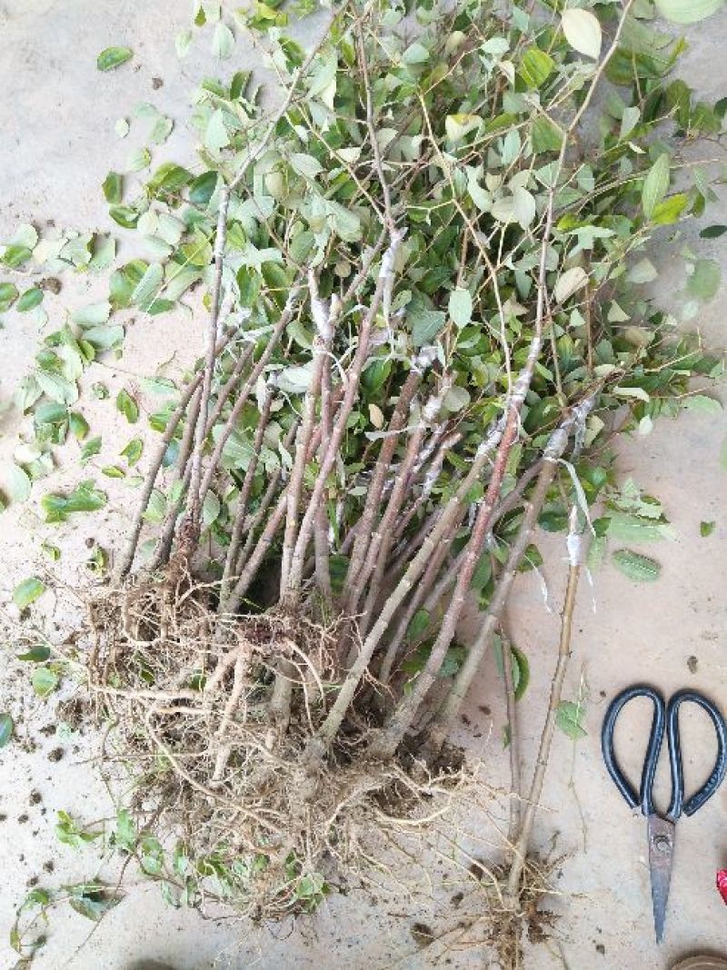青枣苗50~80cm