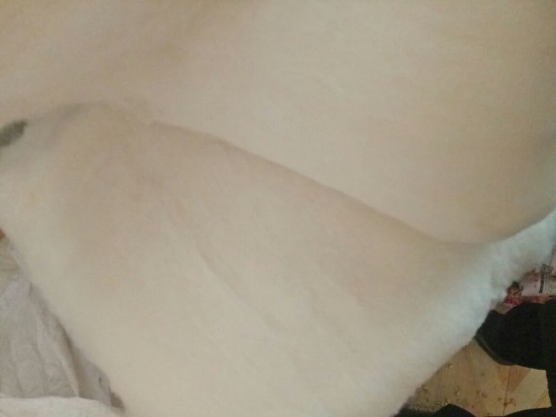 皮棉