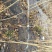 107杨树261~300cm
