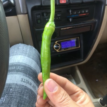 鸡爪椒