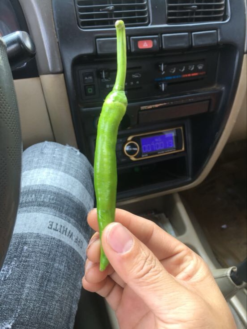 鸡爪椒