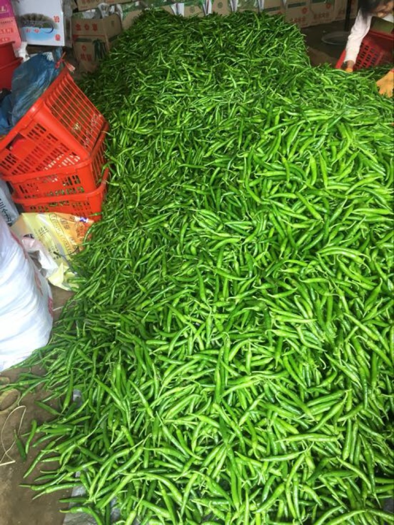 鸡爪椒