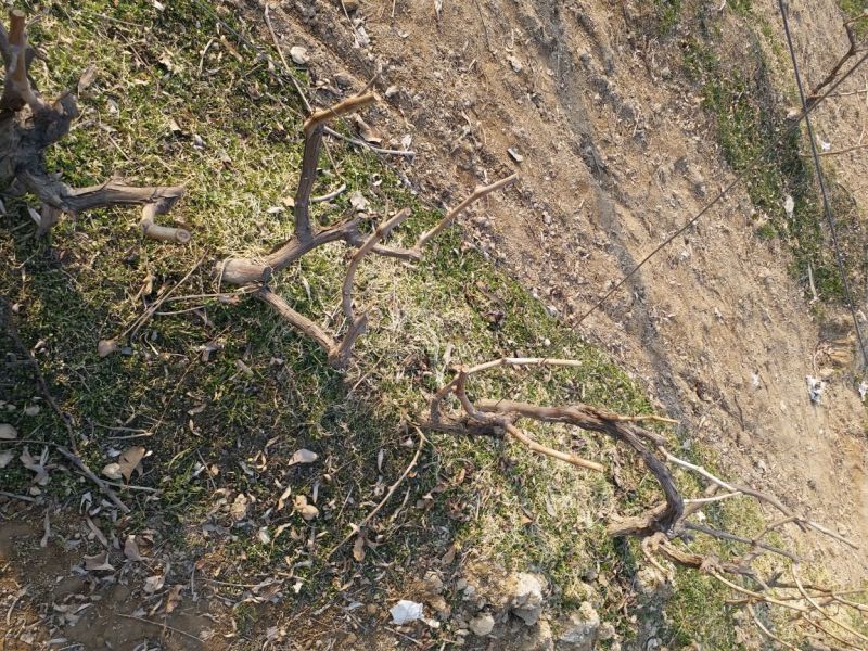 葡萄树50~80cm