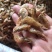 河虾干干河虾生晒河虾无盐虾干