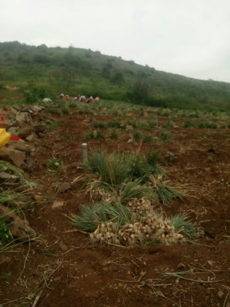 【推荐】云南香葱小香葱产地直供量大从优欢迎采购