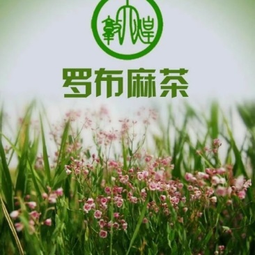 罗布麻叶