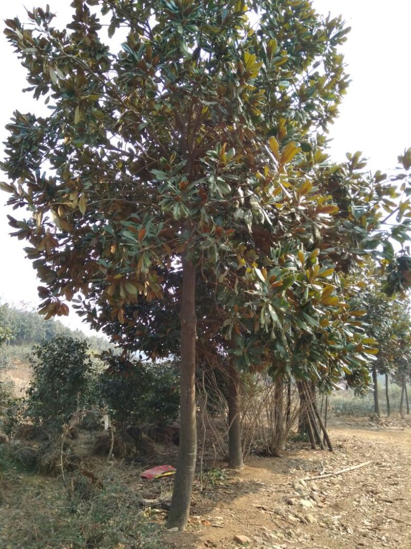 广玉兰18~20cm