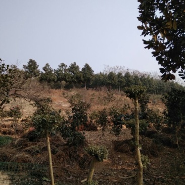 广玉兰18~20cm