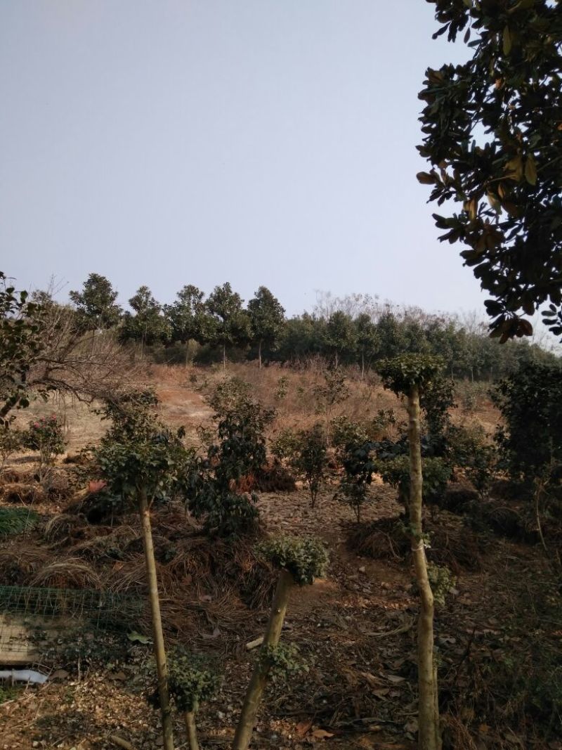 广玉兰18~20cm