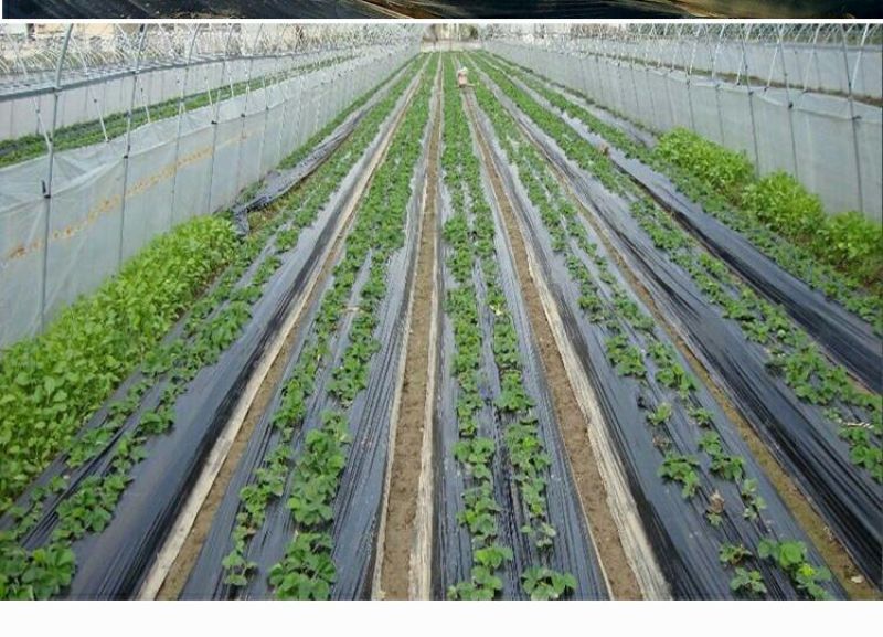农用地膜除草膜黑色白色保温地膜加厚薄膜果树果园草莓塑料
