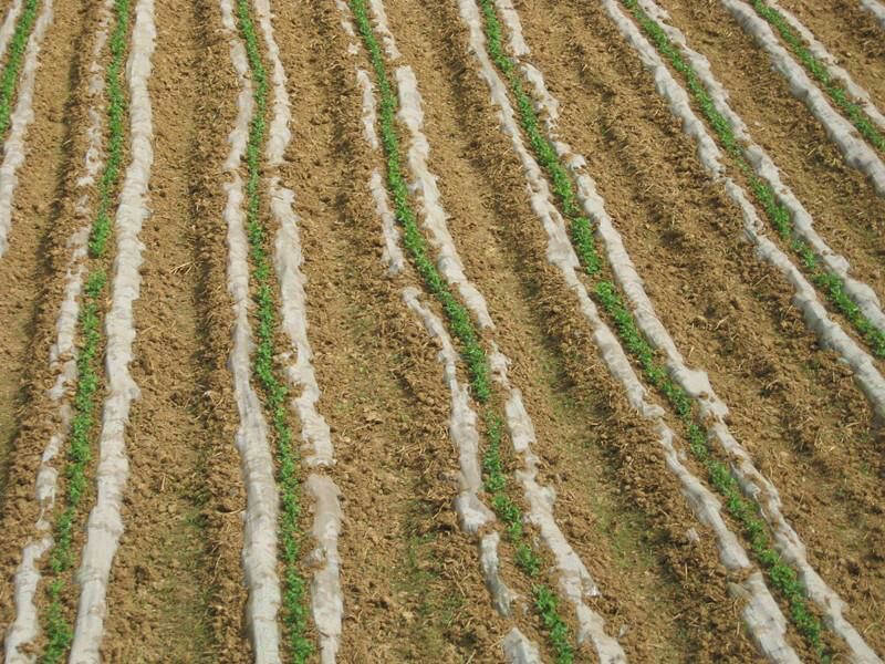 农用地膜除草膜黑色白色保温地膜加厚薄膜果树果园草莓塑料