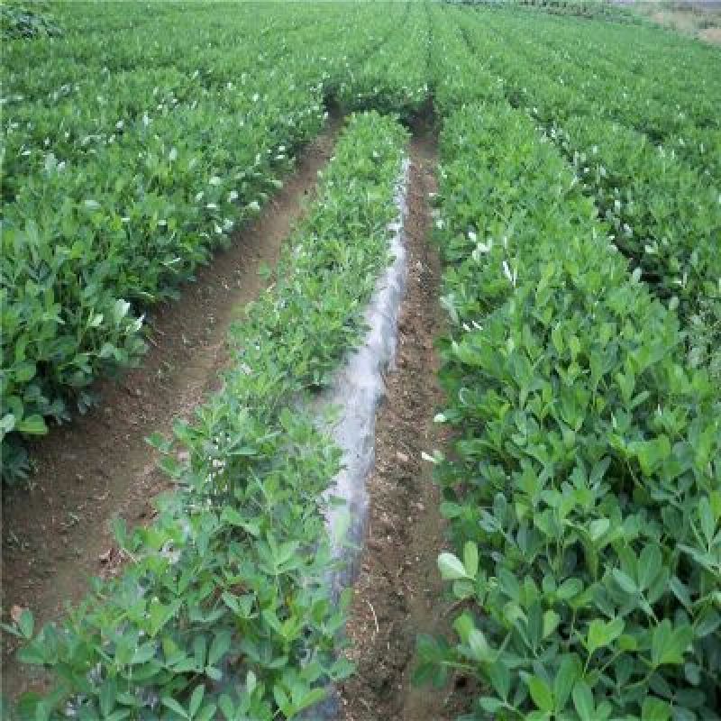 农用地膜除草膜黑色白色保温地膜加厚薄膜果树果园草莓塑料