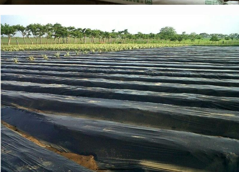 农用地膜除草膜黑色白色保温地膜加厚薄膜果树果园草莓塑料