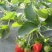 农用地膜除草膜黑色白色保温地膜加厚薄膜果树果园草莓塑料