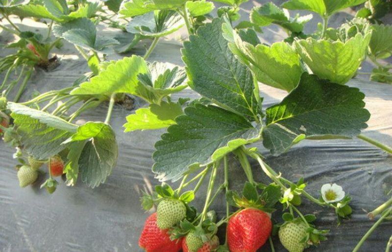 农用地膜除草膜黑色白色保温地膜加厚薄膜果树果园草莓塑料