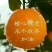 二月红脐橙货真价实保质保量欢迎进店咨询订购