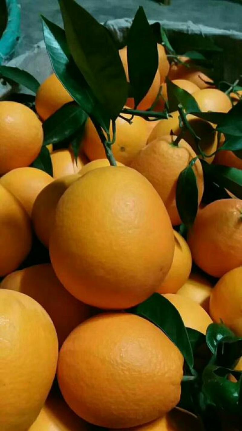 二月红脐橙货真价实保质保量欢迎进店咨询订购