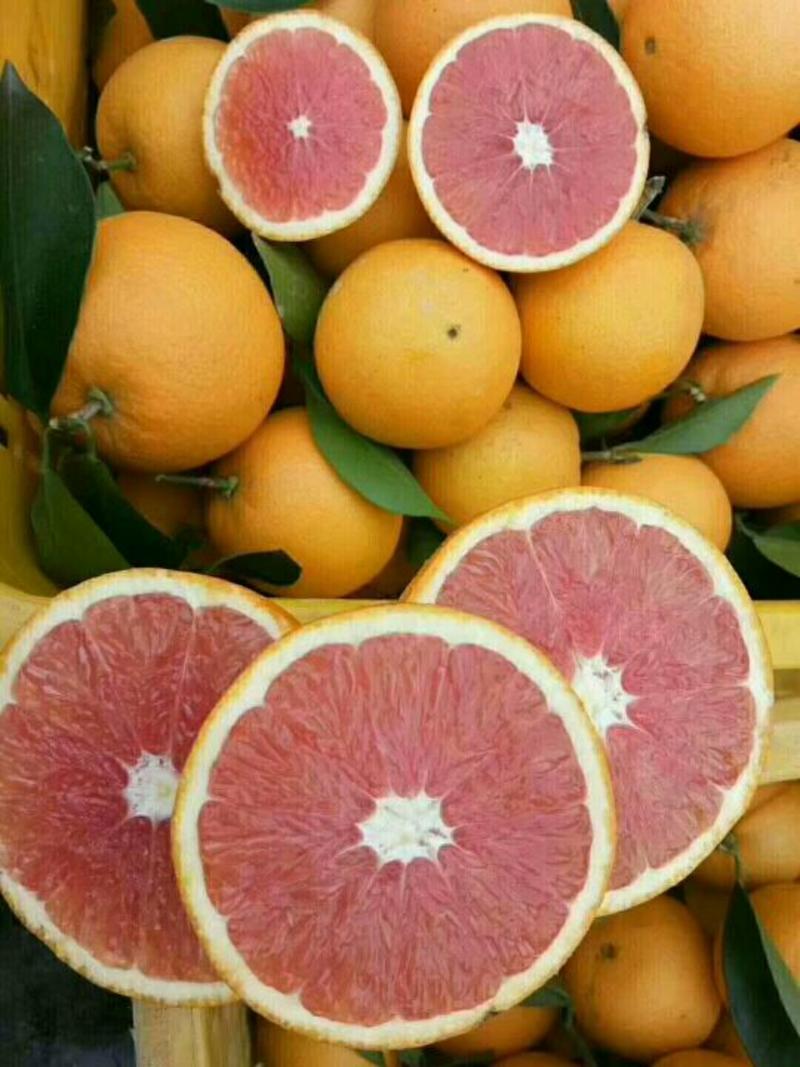 二月红脐橙货真价实保质保量欢迎进店咨询订购