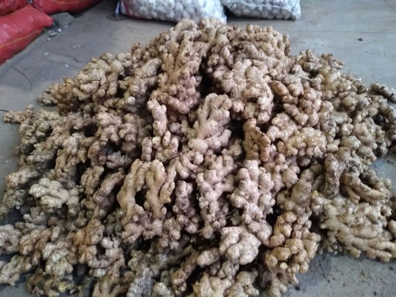 小黄姜3两以上带土