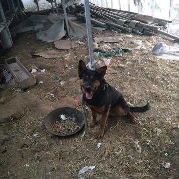 狼青犬公
