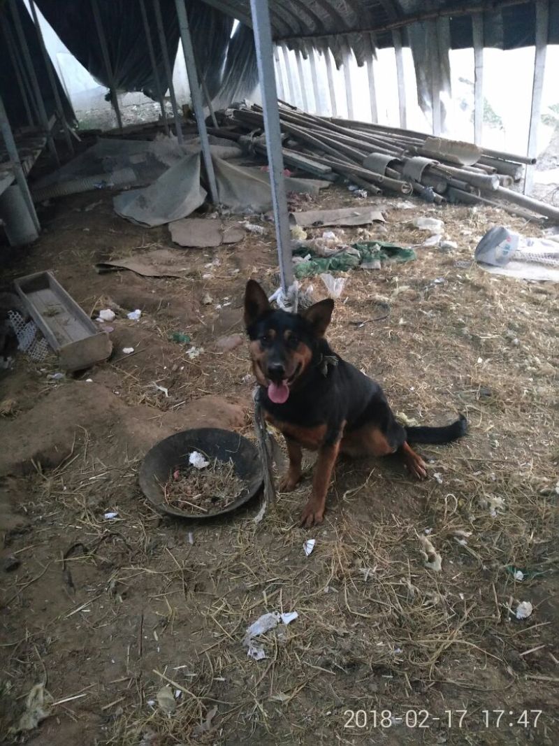 狼青犬公