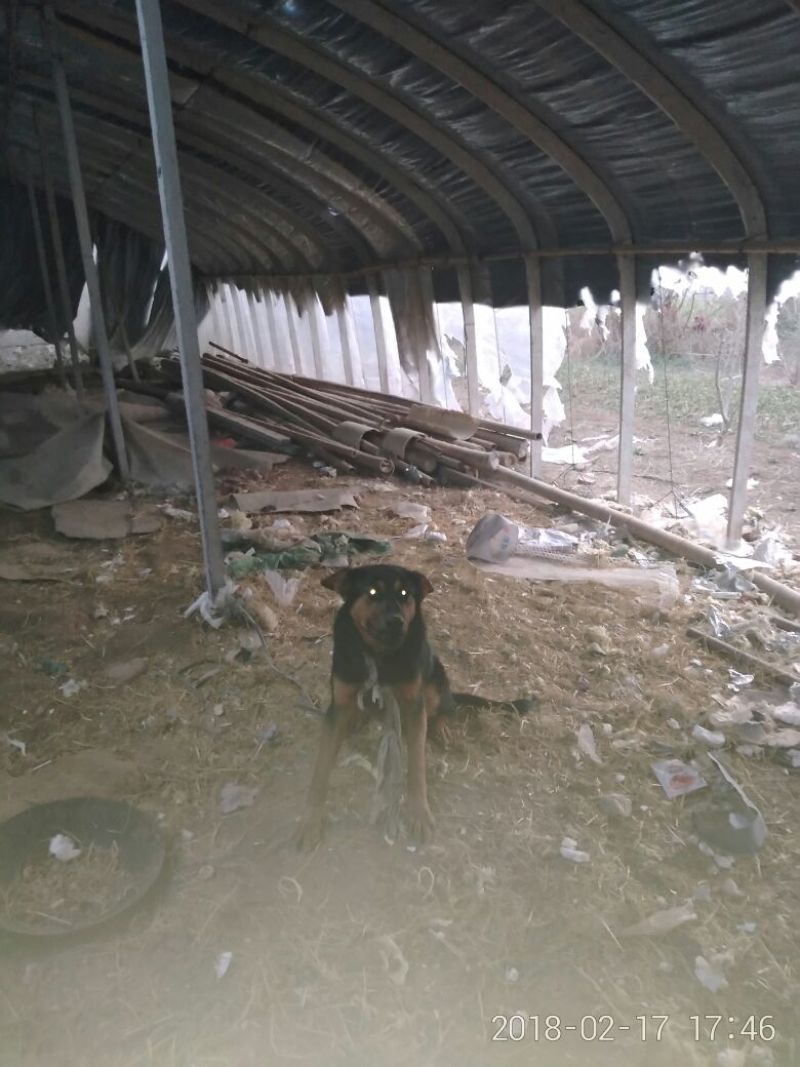 狼青犬公