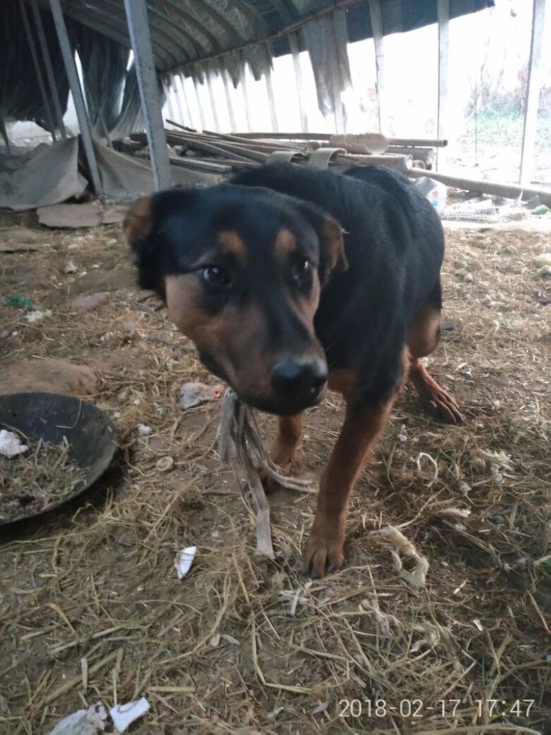 狼青犬公