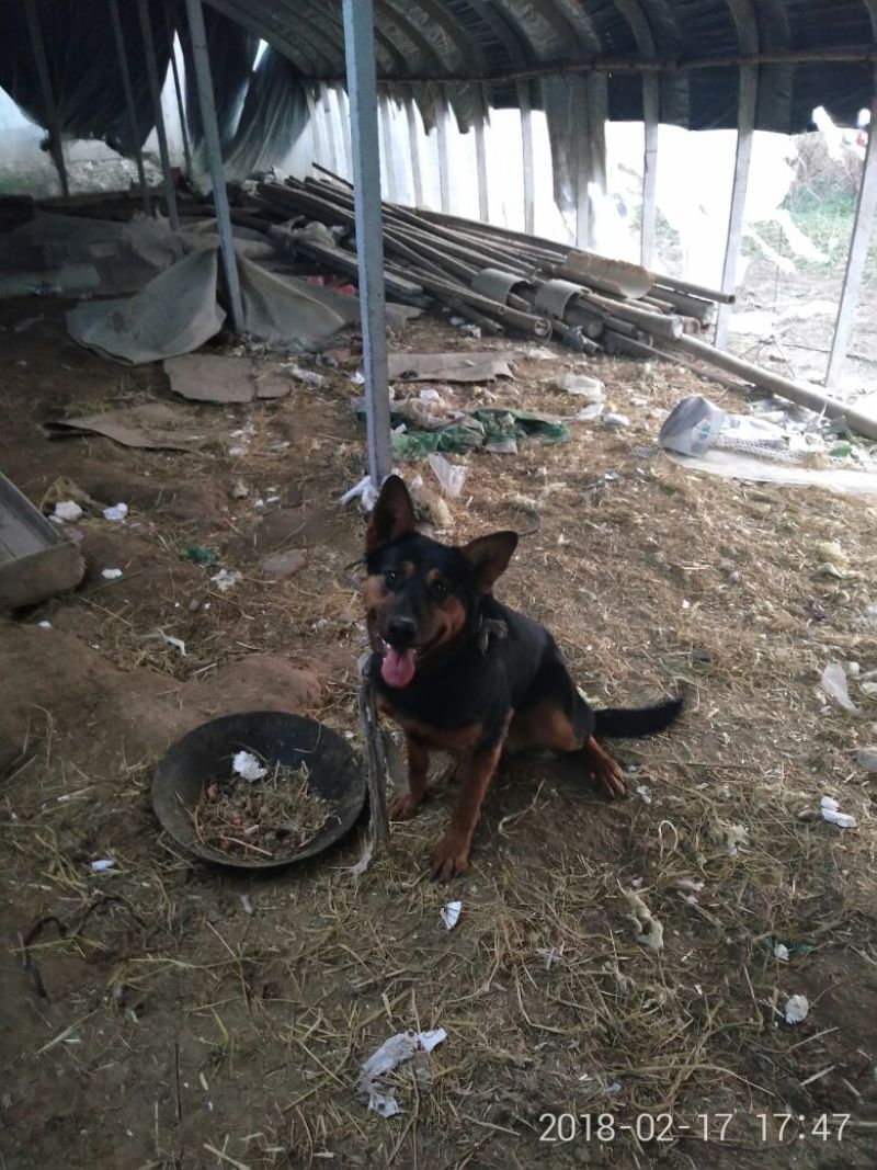 狼青犬公