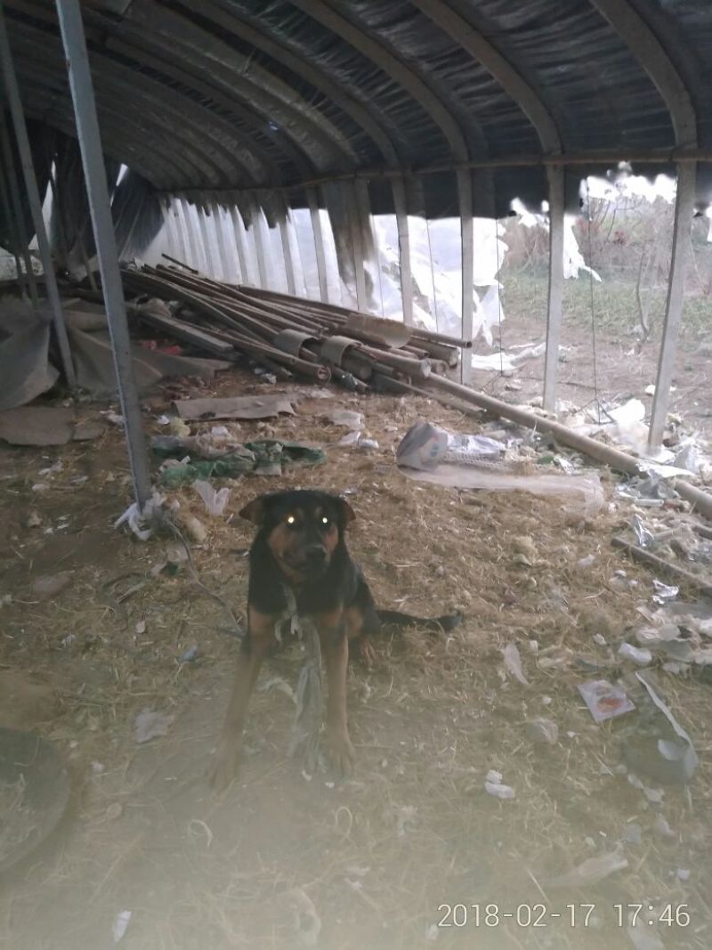 狼青犬公
