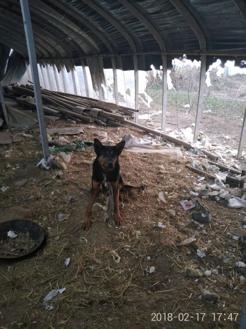 狼青犬公