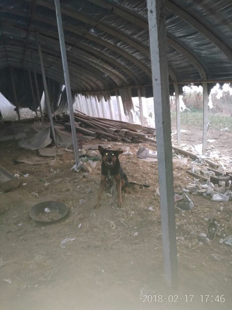 狼青犬公