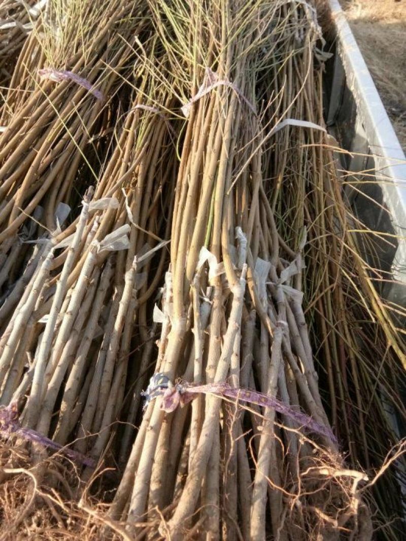 李子树苗果实好吃产量高规格齐全李子苗品种多样