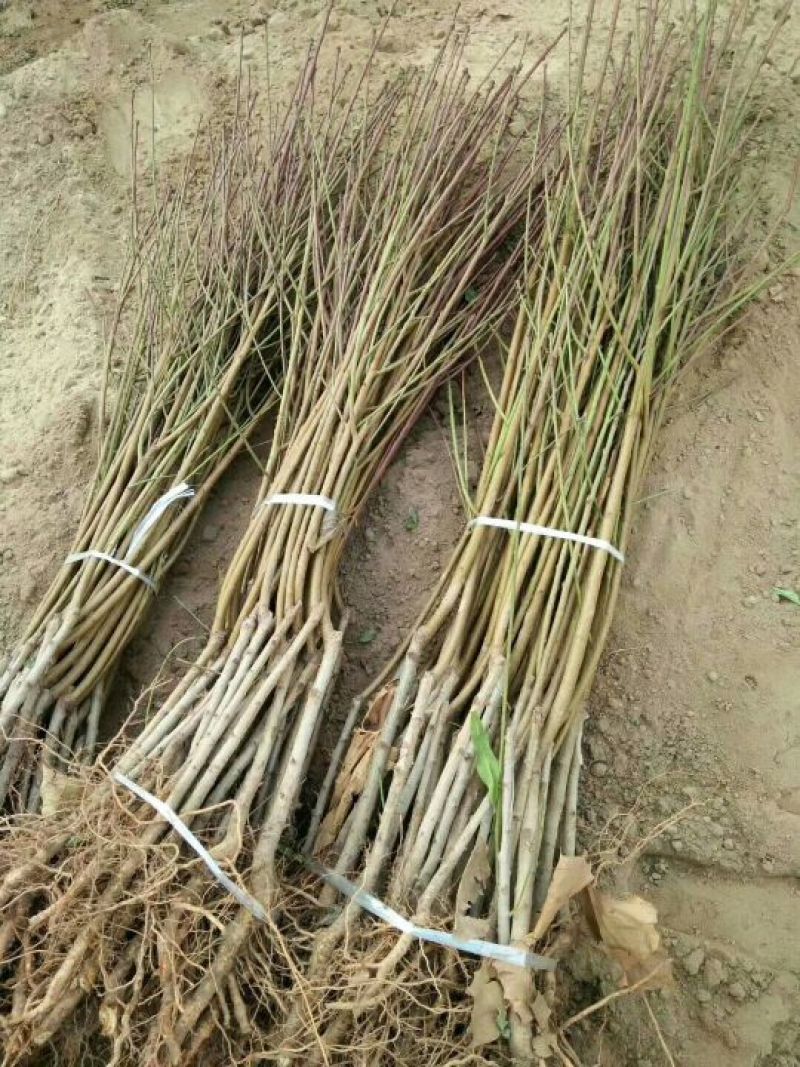 李子树苗果实好吃产量高规格齐全李子苗品种多样
